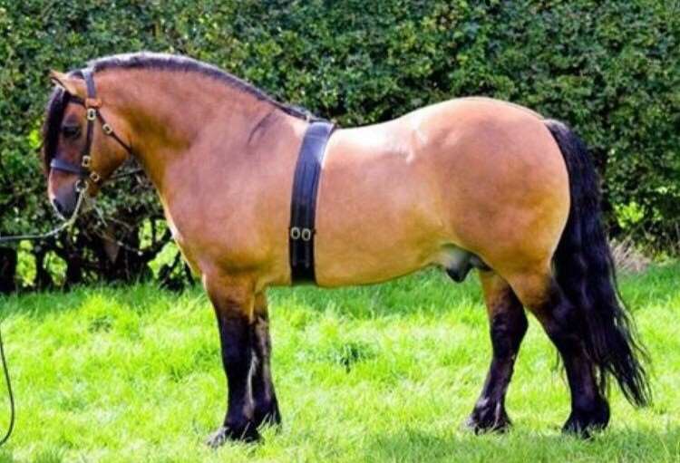 Lochlands Gypsy Baron Stallion Lochlands Gypsy Baron Stallion